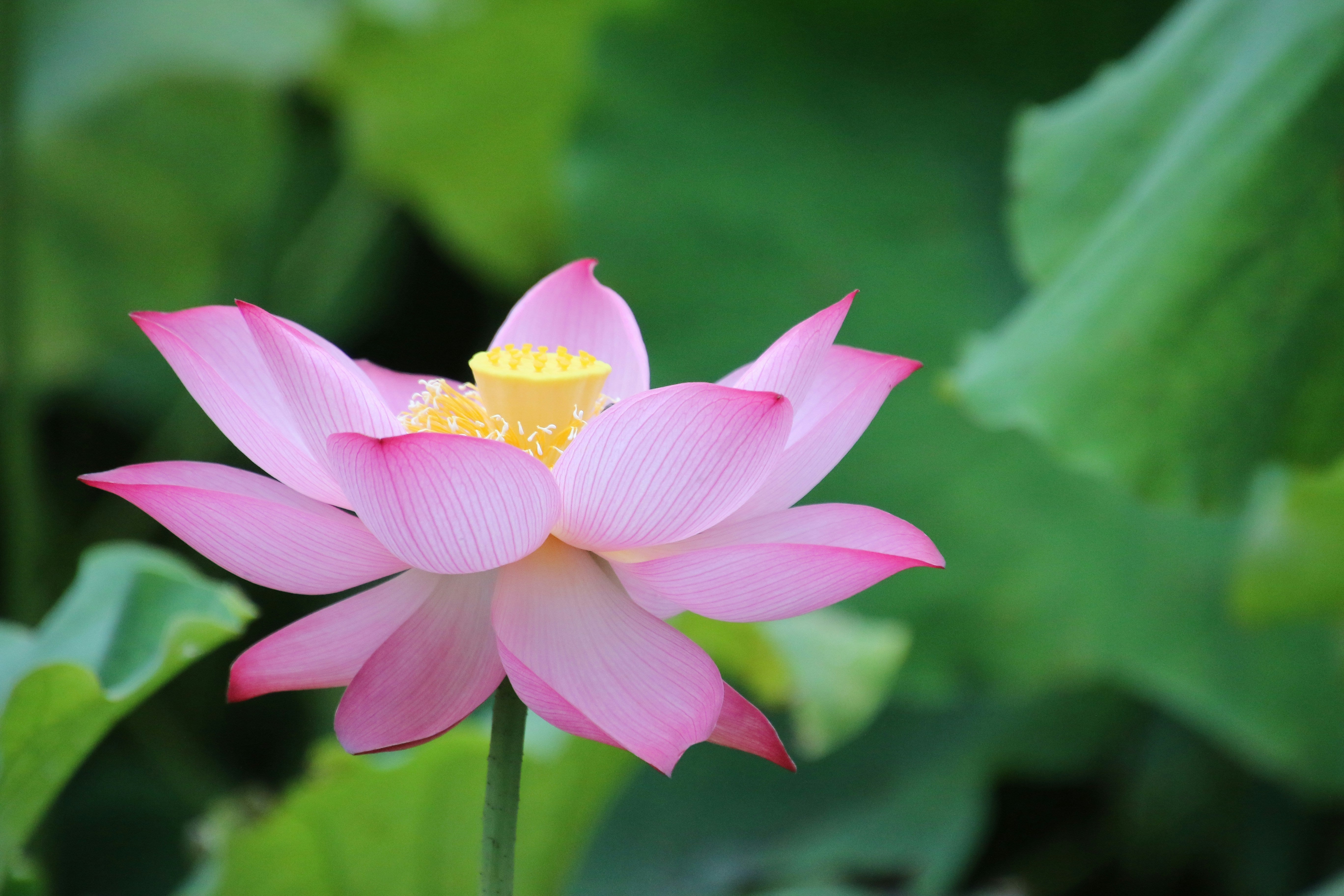 flore vaginale et mycoses