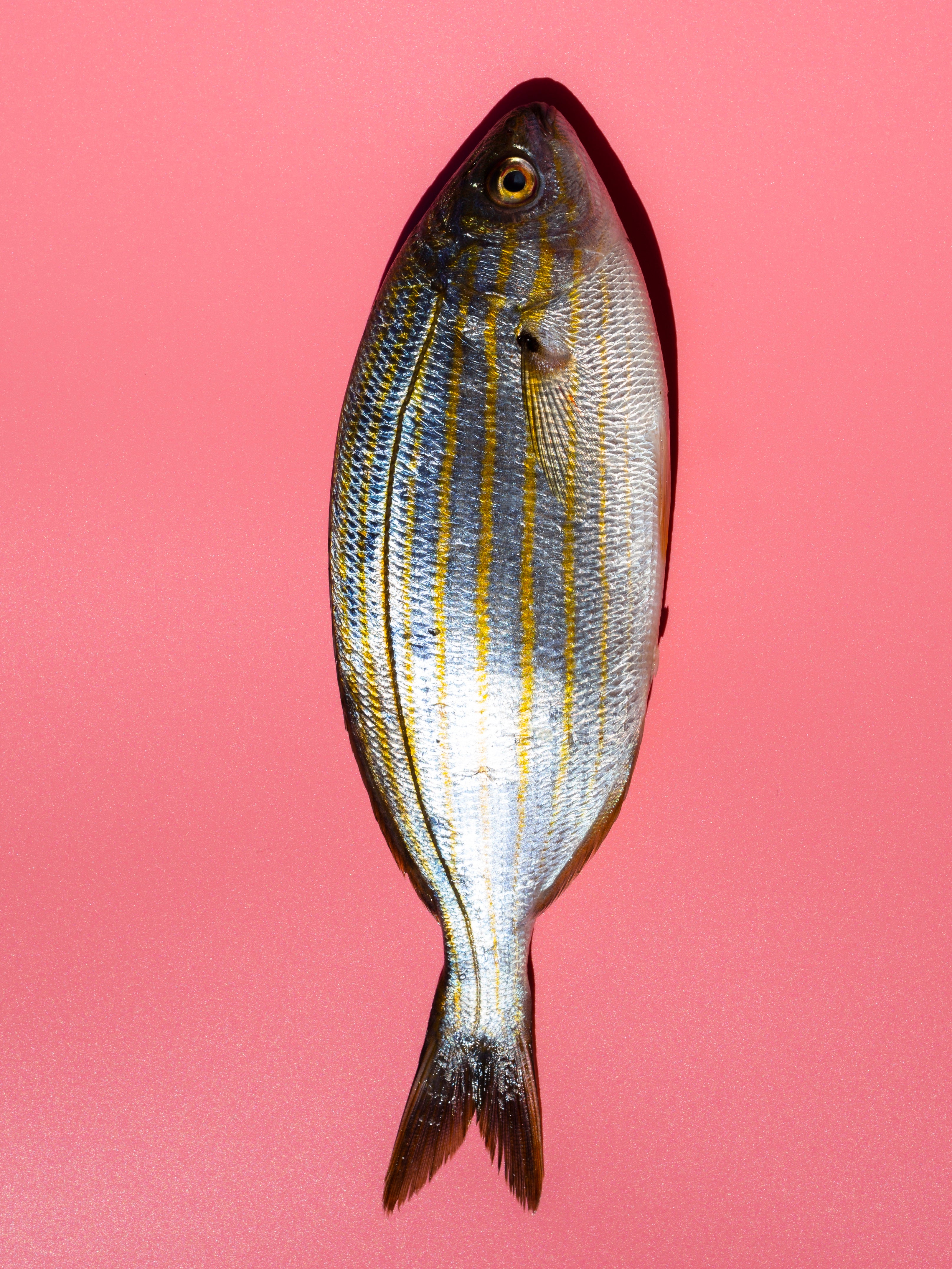 Poisson qui contient de l'omega 3